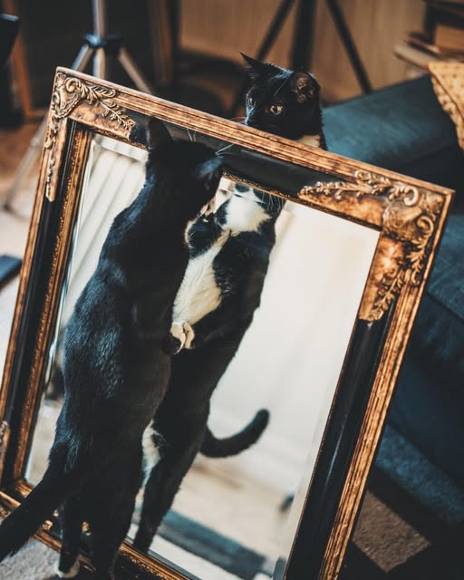 A cat from Staccato and Coda’s Instagram standing in a gold picture frame; the entire original portrait is shown